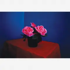 Rosas Vermelhas by Marcio Lima, Papel fotografico cor, offered Sep 2008