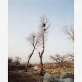 Zhang Huan, Pear Blossom Groover # 1