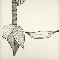 Aldemir Martins, Banana Com Mangará, 1960, nanquim sobre papel
