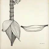 Aldemir Martins, Banana Com Mangará