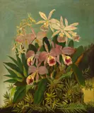 Karl Ernst Papf, Orquídeas Brasileiras, óleo sobre tela