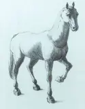 Candido Portinari, Cavalo