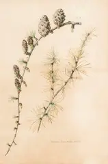 Miller, Melezer-Larix Decidva, 1958, poster