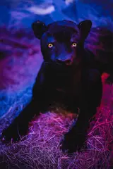 Sofia Borges, Pantera Negra, fotografia