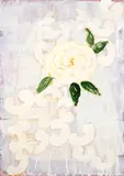 Beatriz Milhazes, Rosa Branca