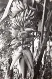 Bananeira, Untitled, fotografia