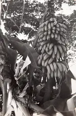 Untitled by Bananeira, 1946, fotografia, offered Jun 2021