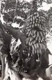 Bananeira, Untitled, 1946, fotografia