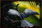 Biguatinga - E.E. Juréia Itatins - SP by Araquém Alcântara, fotografia, offered May 2021