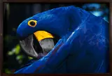 Arara Azul by Araquém Alcântara, fotografia, offered May 2021
