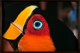 Tucano by Araquém Alcântara, 1995, fotografia, offered May 2021