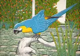 Agostinho Batista de Freitas, Arara Azul