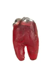 O Dente by Tunga, cera e ferro, offered May 2021
