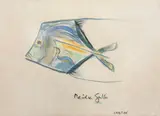 Carybé, Peixe Gallo, aquarela sobre papel
