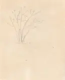 Tarsila do Amaral, Arbusto