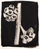 Marcelo Lerner, Eucalipto