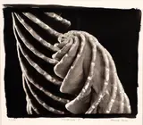 Marcelo Lerner, Mandacaru, 1999, fotografia