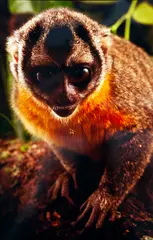 Claus Meyer, Macaco-da-Noite, 1993, Foto cor (cibachrome) sobre papel