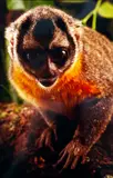 Claus Meyer, Macaco-da-Noite, 1993, Foto cor (cibachrome) sobre papel