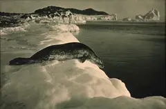 Herbert Ponting, A Weddell Seal About To Dive, Foto pb (green loned carlon print) sobre papel
