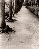 Caminho com Árvores by Tuca Reinés, Foto pb sobre papel, offered Oct 2020