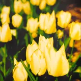 Tulipas Amarelas by Beto Riginik, 2004, Foto cor sobre papel, offered Oct 2020