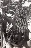 Bananeira, Untitled, 1946, fotografia
