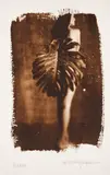 Ricardo Junqueira, S/ Título - Série Herbarium