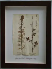 Thompson, Herbário, manuscrito e colagem sobre papel