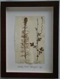 Herbário by Thompson, manuscrito e colagem sobre papel, offered Oct 2020