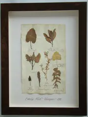 Thompson, Herbário, manuscrito e colagem sobre papel