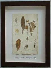 Thompson, Herbário, manuscrito e colagem sobre papel