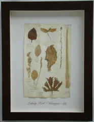 Thompson, Herbário, manuscrito e colagem sobre papel