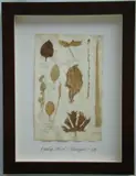 Herbário by Thompson, manuscrito e colagem sobre papel, offered Oct 2020