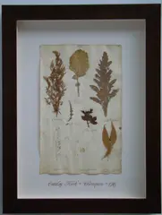 Herbário by Thompson, manuscrito e colagem sobre papel, offered Oct 2020