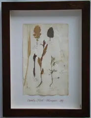 Thompson, Herbário, manuscrito e colagem sobre papel