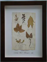Herbário by Thompson, manuscrito e colagem sobre papel, offered Oct 2020