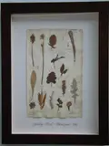 Herbário by Thompson, manuscrito e colagem sobre papel, offered Oct 2020