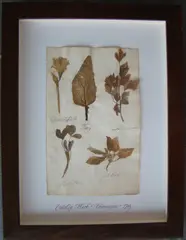 Herbário by Thompson, manuscrito e colagem sobre papel, offered Oct 2020
