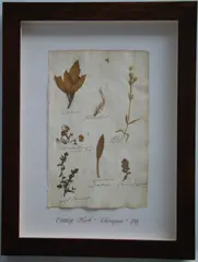 Herbário by Thompson, manuscrito e colagem sobre papel, offered Oct 2020