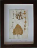 Herbário by Thompson, manuscrito e colagem sobre papel, offered Oct 2020