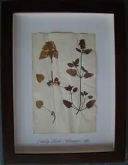 Herbário by Thompson, manuscrito e colagem sobre papel, offered Oct 2020
