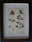 Herbário by Thompson, manuscrito e colagem sobre papel, offered Oct 2020