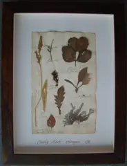 Herbário by Thompson, manuscrito e colagem sobre papel, offered Oct 2020