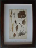 Herbário by Thompson, manuscrito e colagem sobre papel, offered Oct 2020