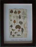 Herbário by Thompson, manuscrito e colagem sobre papel, offered Oct 2020