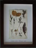 Herbário by Thompson, manuscrito e colagem sobre papel, offered Oct 2020