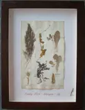 Herbário by Thompson, manuscrito e colagem sobre papel, offered Oct 2020