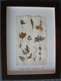 Herbário by Thompson, manuscrito e colagem sobre papel, offered Oct 2020