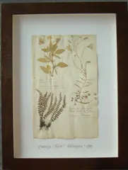 Herbário by Thompson, manuscrito e colagem sobre papel, offered Oct 2020